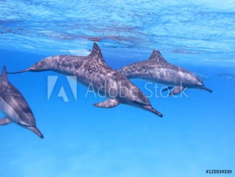Picture of Group of dolphins in tropical sea underwater